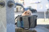 Cestovná taška na psíka