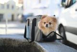 Cestovná taška na psíka