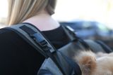 Cestovný batoh pre psa