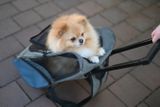 Cestovný vozík pre psa