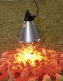 Kovový kryt k infračervenej ohrievacej lampe s 2,5 m káblom úsporný prepínač