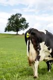 Senzor telenia kráv MooCall