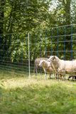 Sieť pre ovce, kone 50m/145cm TITAN Net