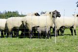 Sieť pre ovce, kone 50m/90cm TITAN PRO Net