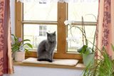 Vankúš pre mačku na okno
