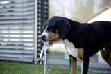 Vodná fontana pre psa
