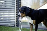 Vodná fontana pre psa