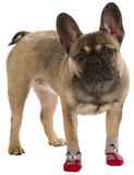 Ponožky pre psa Bruno 2 páry