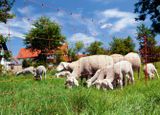 Sieť pre ovce Ovinet 50m/90cm