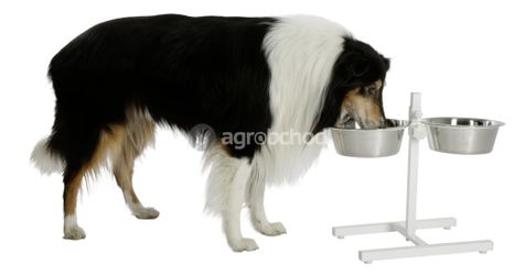 Stojan biely s miskami pre psa